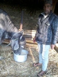 feeding kudo to buffalo