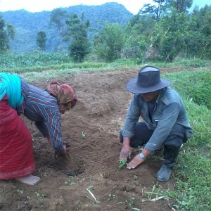 Raghu dai and didi planting vegetable green chilli