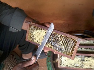 Raghu dai opening honey frame with knife