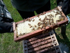take out honey frame from bee keeping workshop
